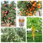 Impact-of-BON-on-Fruits Flowers and Fruits Booster Jannat Nursery)img