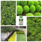 Impact-of-BON-on-Green-plants Jannat Nursery)img