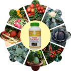 Impact-of-BON-on-Vegetable Premium Micro Nutrient Jannat Nursery)img