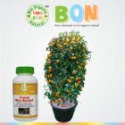 Impact-of-BON-on-potted-plants Premium Micro Nutrient Jannat Nursery)img