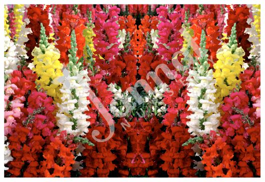 ANTIRRHINUM Jannat Nursery)img