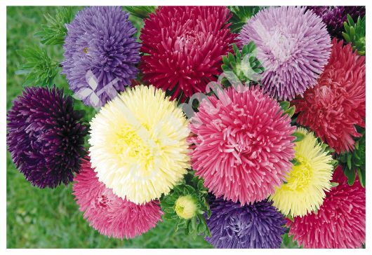 ASTER Jannat Nursery)img