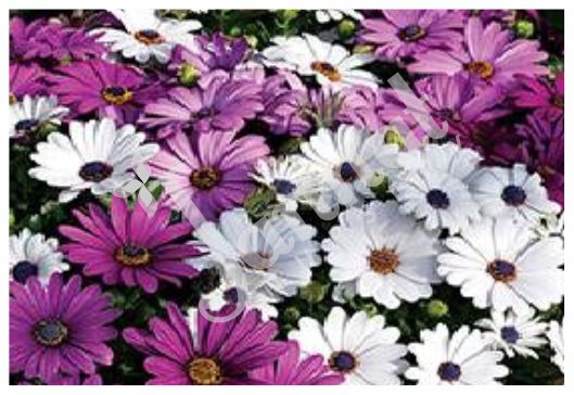BRACHYCOME Jannat Nursery)img