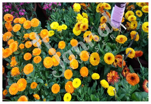 CALENDULA Jannat Nursery)img