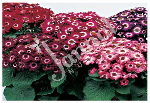 CINERARIA Jannat Nursery)img