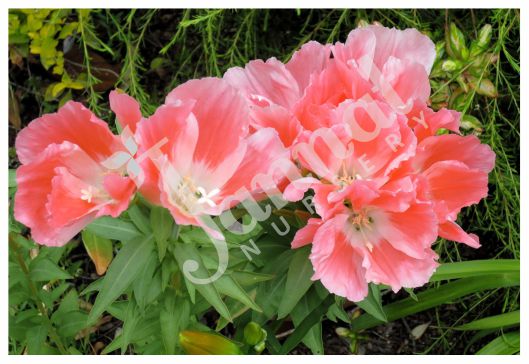 CLARKIA Jannat Nursery)img