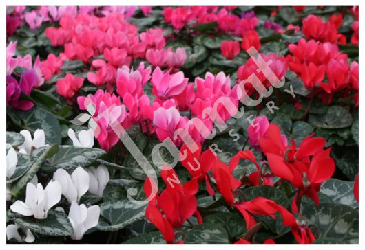 CYCLAMEN Jannat Nursery)img