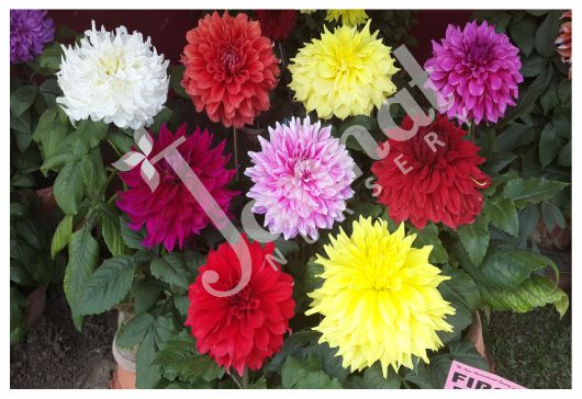 DAHLIA Jannat Nursery)img