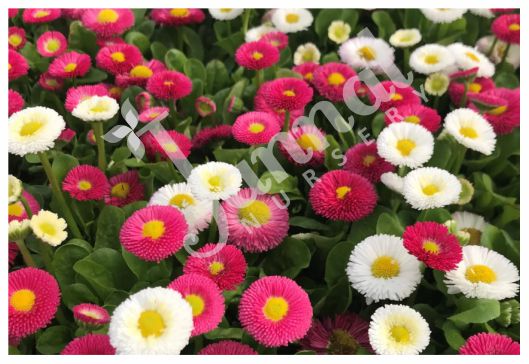 DAISY (BELLIS) Jannat Nursery)img