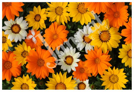 GAZANIA Jannat Nursery)img