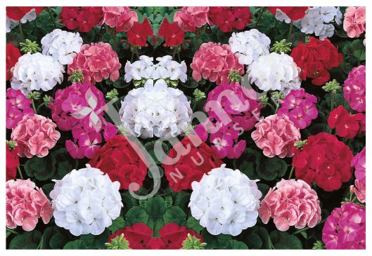GERANIUM Jannat Nursery)img
