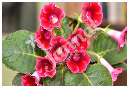 GLOXINIA Jannat Nursery)img