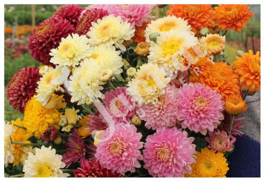 GULDAUDI Jannat Nursery)img