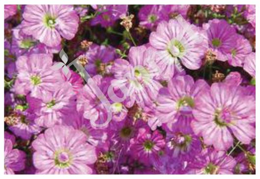 GYPSOPHILA Jannat Nursery)img