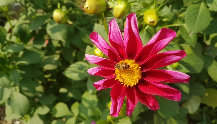 Gazania Flower jannat Nursery)img