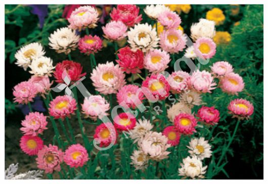 HELICHRYSUM Sanjay Blogger)img
