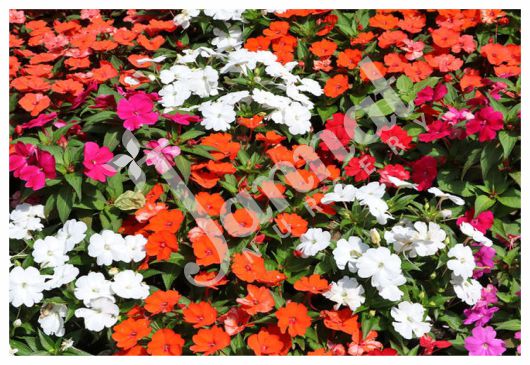 IMPATIENS Jannat Nursery)img