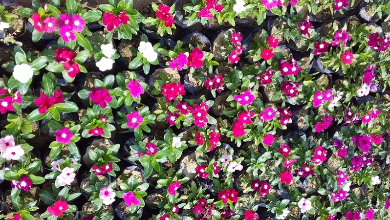 Impatiens Jannat Nursery Images)img