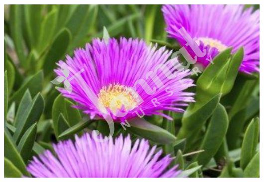 Jannat Nursery ICE PLANT)img