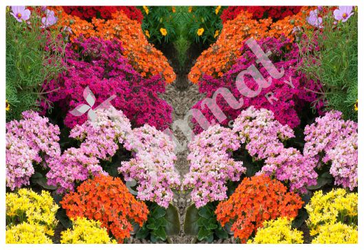 KALANCHOE Jannat Nursery)img