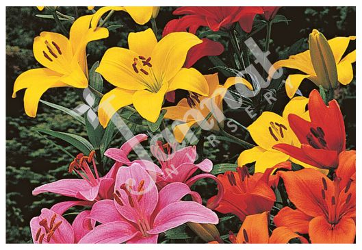 LILIUM Jannat Nursery)img