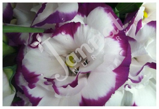 LISIANTHUS Jannat Nursery)img