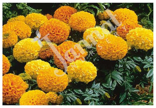 MARIGOLD AFRICAN Jannat Nursery)img