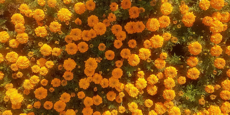 Marigold Images Jannat Nursery)img