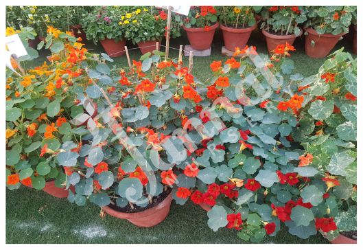 NASTURTIUM Jannat Nursery)img