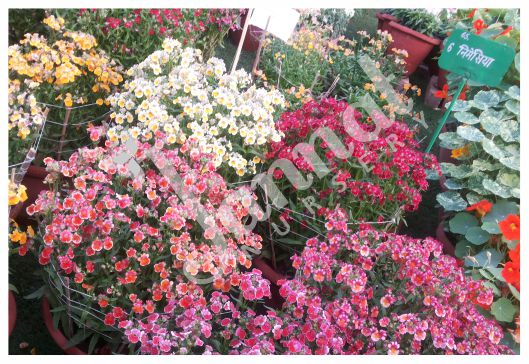 NEMESIA Jannat Nursery)img