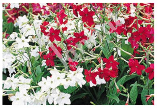 NICOTIANA Jannat Nursery)img
