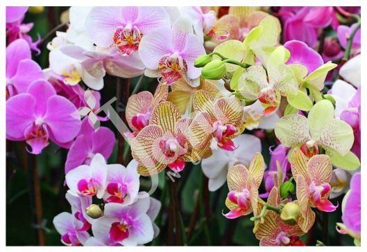 ORCHID Jannat Nursery)img