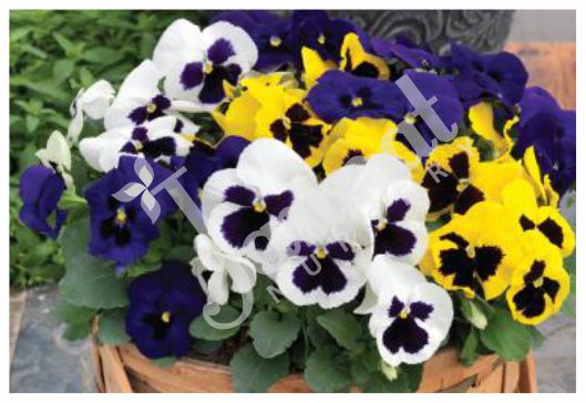 PANSY Jannat Nursery)img