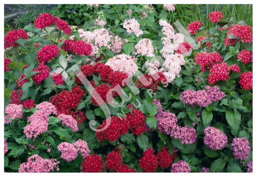 PENTAS Jannat Nursery)img