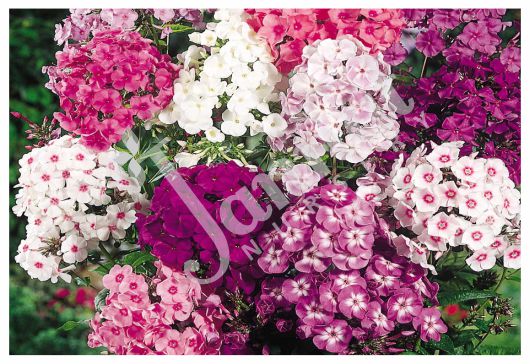 PHLOX Jannat Nursery)img