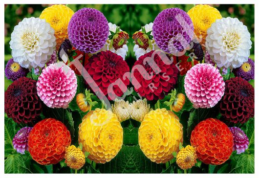 POMPON DAHLIA Jannat Nursery)img