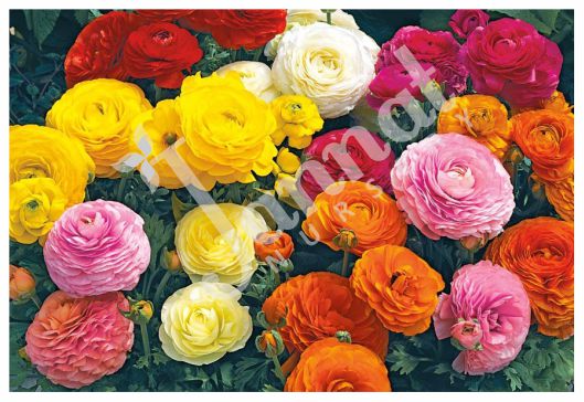 RANUNCULUS Jannat Nursery)img