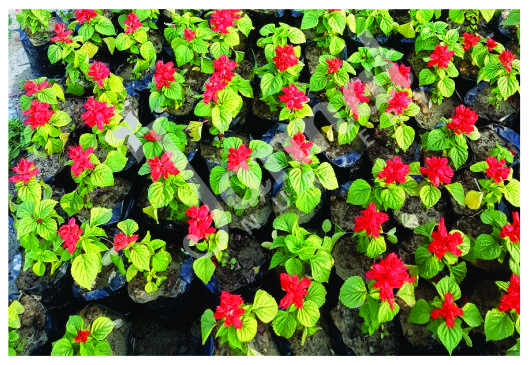 SALVIA Jannat Nursery)img