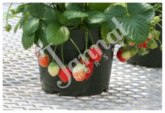 STRAWBERRY Jannat Nursery)img