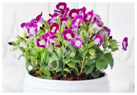 TORENIA Jannat Nursery)img