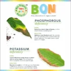 Impact of Deficiencies)img