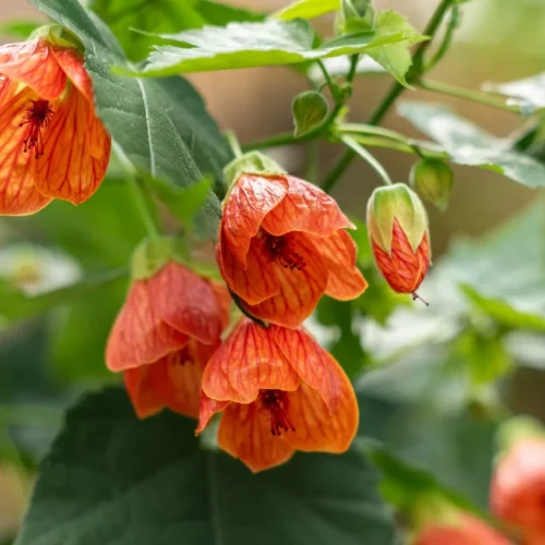 Abutilon Flowers Jannat Nursery)img