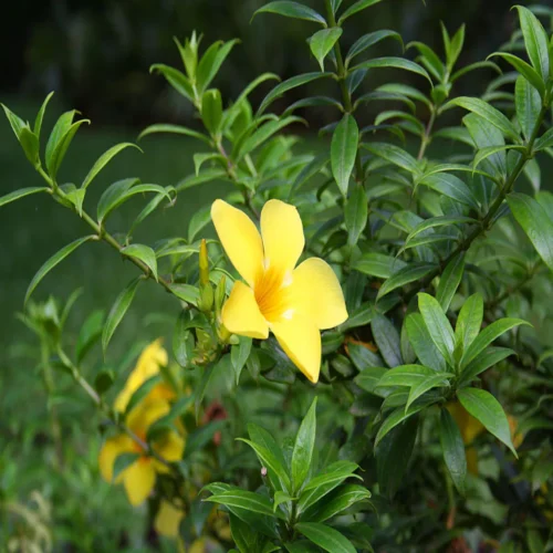 Allamanda Flower Jannat Nursery)img