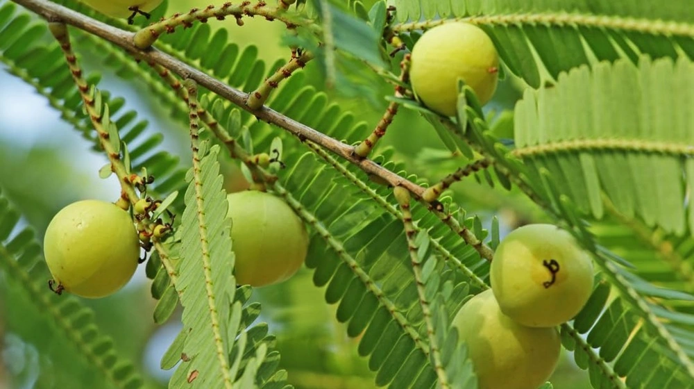 Amla Fruit Plants Jannat Nursery)img