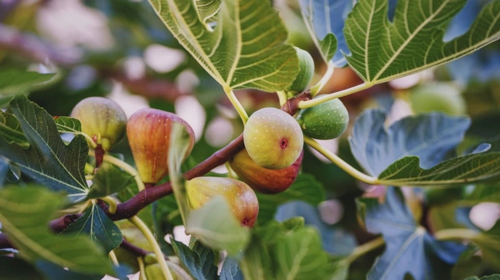 Anjeer Fruit Plant Jannat Nursery)img