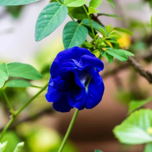 Aparajita Flower Jannat Nursery)img