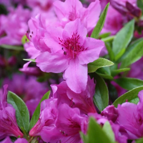 Azalea Flower Jannat Nursery)img