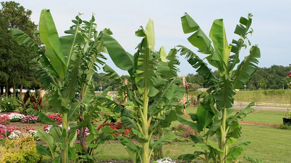 Banana Fruit Jannat Nursery)img