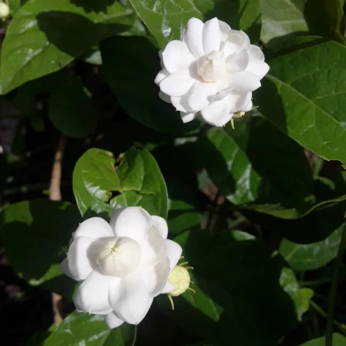 Bela Flower Jannat Nursery)img