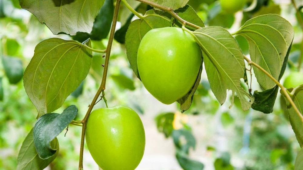 Ber Images Jannat Nursery)img